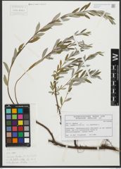 Foto von Salix repens subsp. rosmarinifolia (L.) Andersson